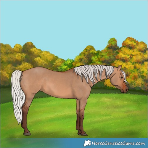 Horse Color:Silver Bay Dun