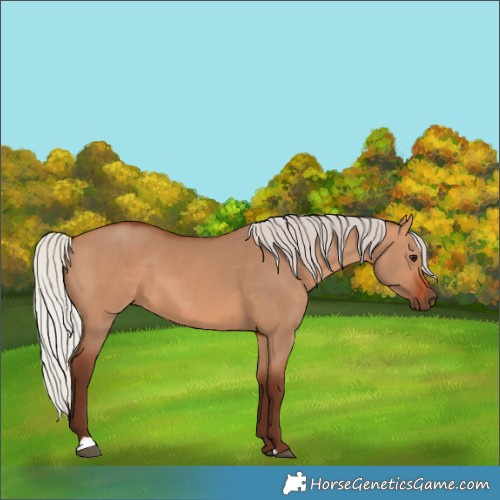 Horse Color:Silver Bay Dun 