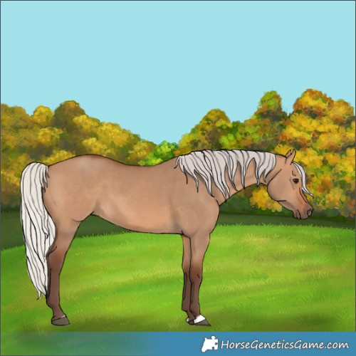 Horse Color:Silver Bay Dun