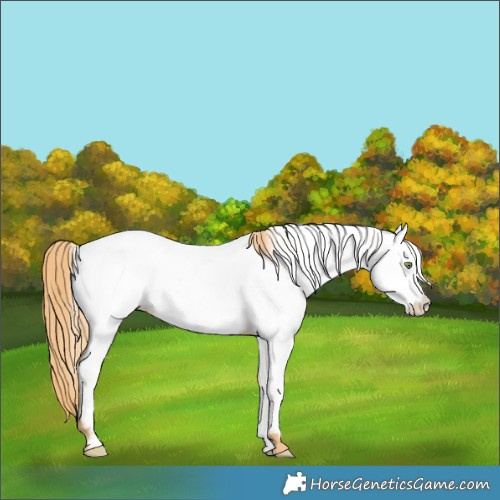 Horse Color:Gold Champagne Dun Appaloosa 