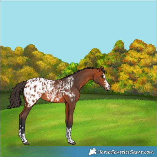 Horse Color:Bay Appaloosa  and Bay Appaloosa