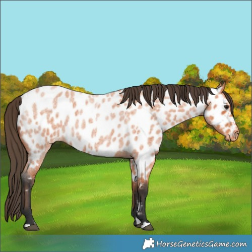 Horse Color:Bay Roan Appaloosa