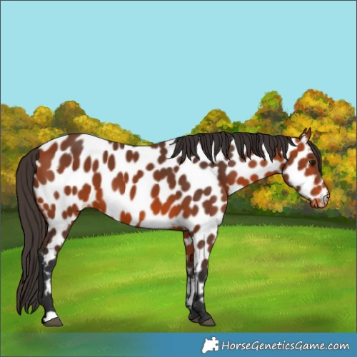 Horse Color:Bay Appaloosa