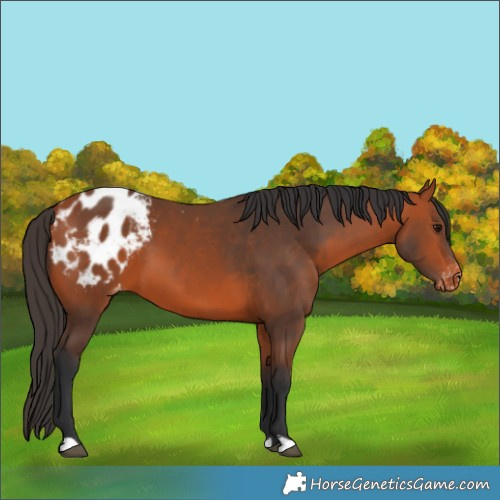 Horse Color:Bay Appaloosa
