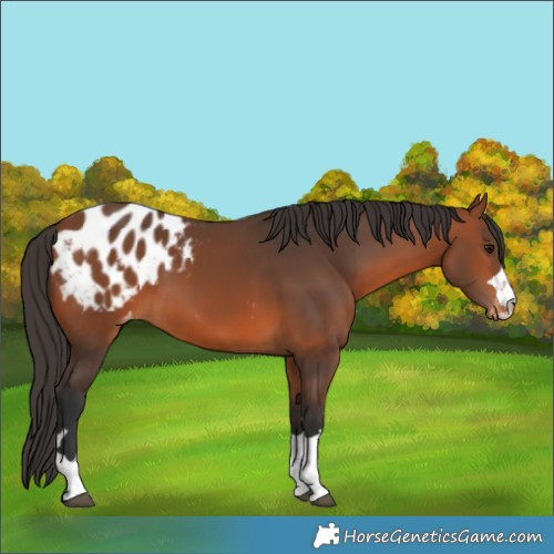 Horse Color:Bay Appaloosa 