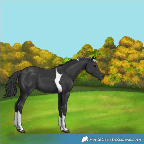 Horse Color:Black Tobiano 