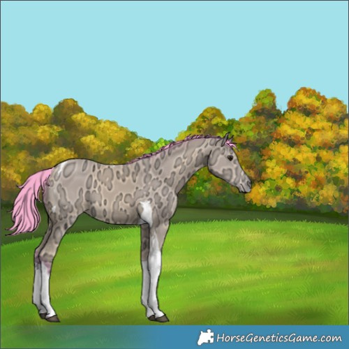Horse Color:Watercolor Buckskin Ice Tobiano 