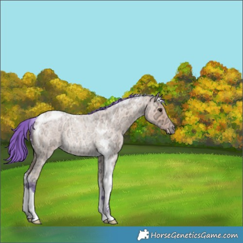 Horse Color:Watercolor Buckskin Ice Roan Tobiano Rabicano