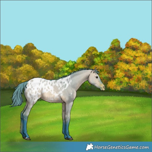 Horse Color:Watercolor Bay Dun Blanket 