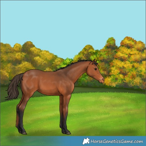 Horse Color:Bay Varnish Rabicano