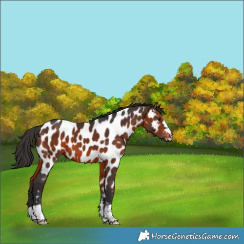 Horse Color:Bay Near Leopard 