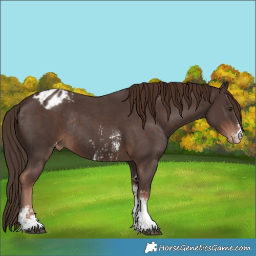 Horse Color:Liver Chestnut Sabino Appaloosa Rabicano