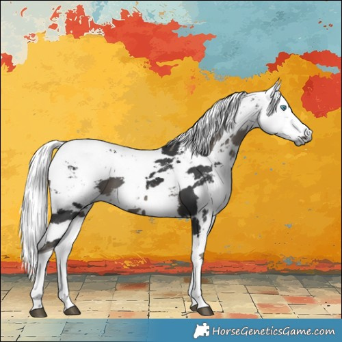 Horse Color:Black Harlequin Merle Tobiano 