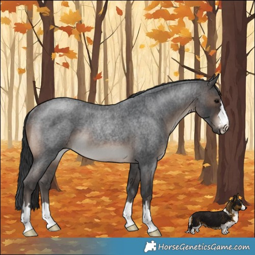 Horse Color:Brown Roan Rabicano 