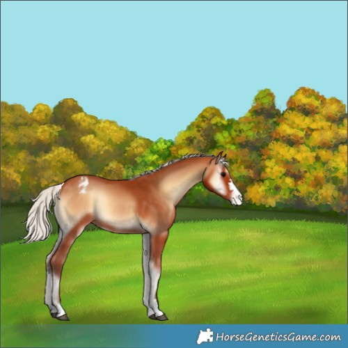 Horse Color:Silver Bay Onyx Blanket Rabicano 