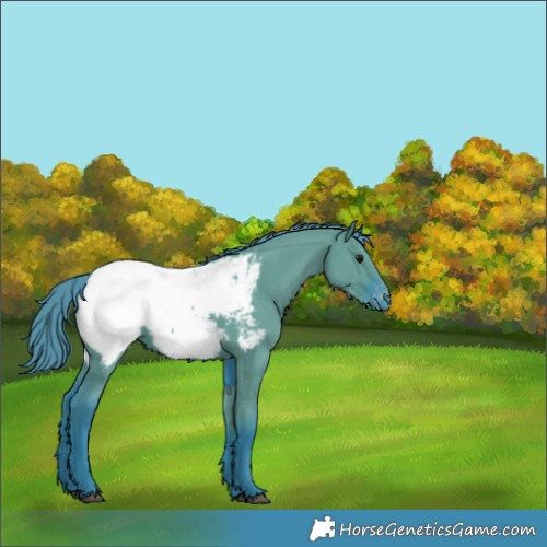 Horse Color:Watercolor Grullo Snowcap 