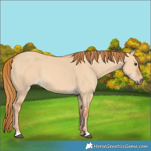 Horse Color:Red Dun 