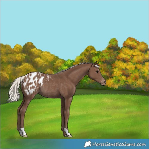 Horse Color:Silver Black Blanket Rabicano 