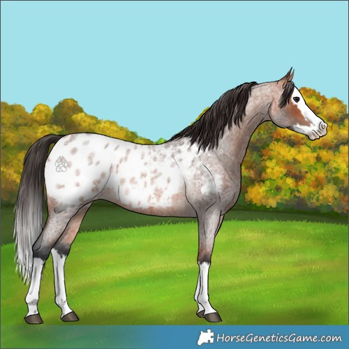 Horse Color:Bay Roan Splash Appaloosa 