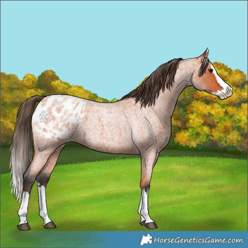 Horse Color:Bay Roan Splash Appaloosa