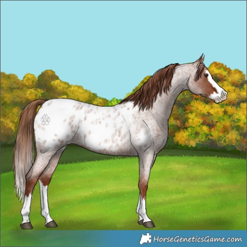 Horse Color:Red Roan Splash Appaloosa 