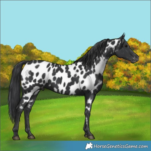 Horse Color:Black Near Leopard 
