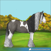 Horse Color:Grullo Splash Tobiano