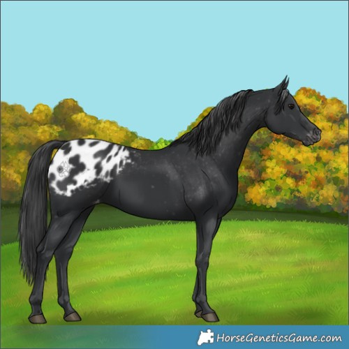 Horse Color:Black Appaloosa Rabicano