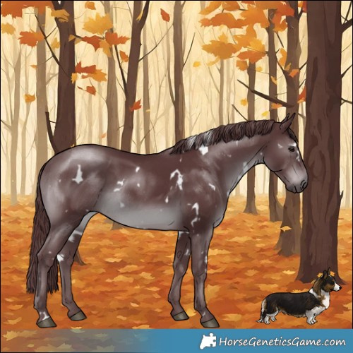 Horse Color:White Spotted Chocolate Black Chinchilla Rabicano