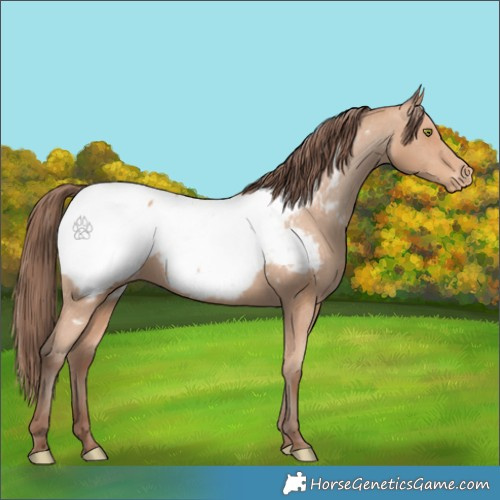 Horse Color:Amber Champagne Appaloosa 