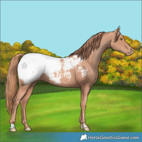 Horse Color:Gold Champagne Appaloosa 