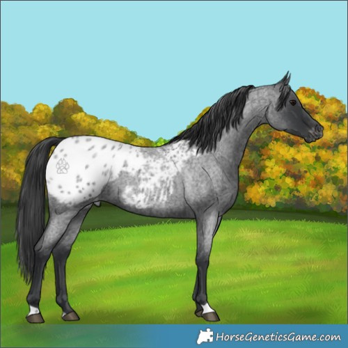 Horse Color:Blue Roan Blanket