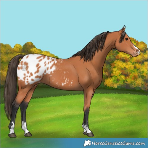 Horse Color:Bay Appaloosa