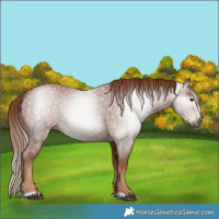 Horse Color:Gray Chestnut
