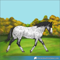 Horse Color:Black Appaloosa 
