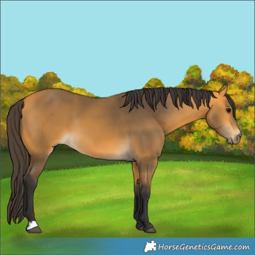 Horse Color:Buckskin 