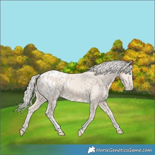 Horse Color:Cremello Appaloosa 