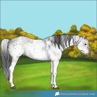 Horse Color:Gray White Spotted Black and Gray White Spotted Grullo