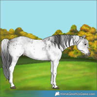 Horse Color:Gray White Spotted Black and Gray White Spotted Grullo