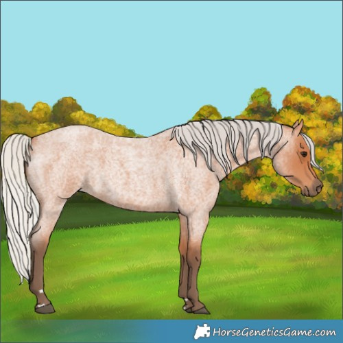 Horse Color:Silver Bay Roan