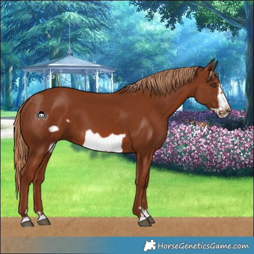 Horse Color:Chestnut Frame 