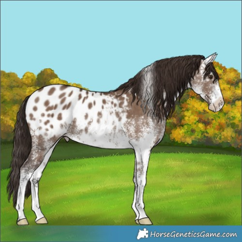 Horse Color:White Spotted Liver Red Dun Blanket Brindle 