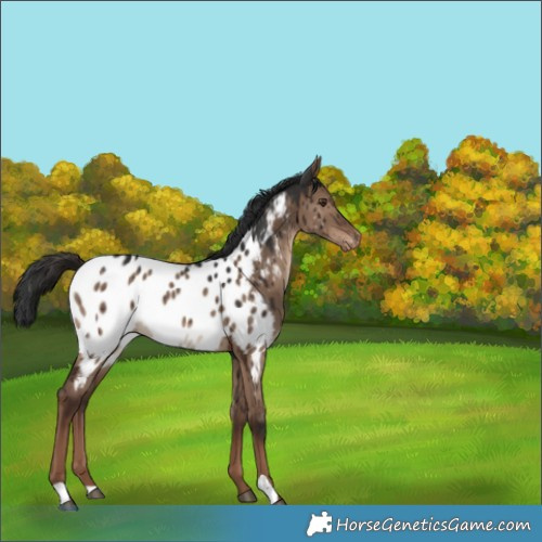 Horse Color:Liver Red Dun Appaloosa Brindle 