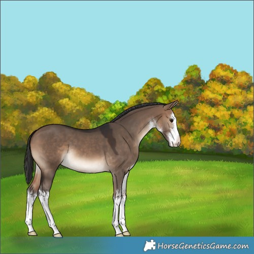 Horse Color:White Spotted Brown Dun 