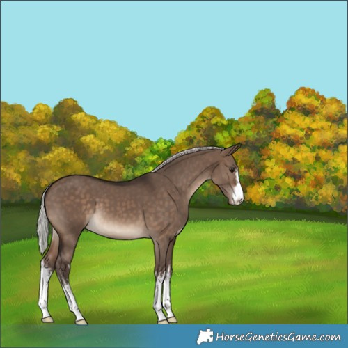 Horse Color:White Spotted Silver Brown Dun Appaloosa