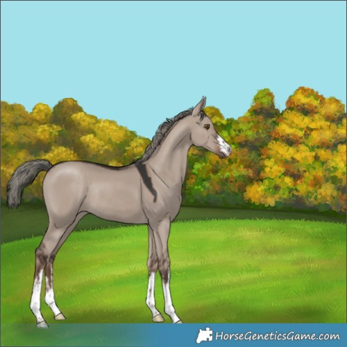 Horse Color:White Spotted Liver Red Dun Mushroom Rabicano 