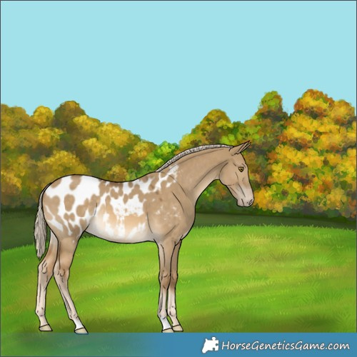 Horse Color:Chocolate Palomino Dun Mushroom Appaloosa Rabicano 
