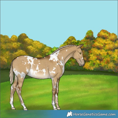 Horse Color:White Spotted Chocolate Palomino Dun Mushroom Rabicano