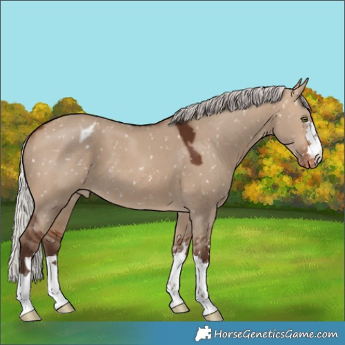 Horse Color:Silver Bay Dun Snowflake Varnish 