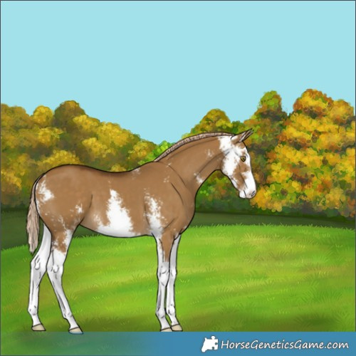 Horse Color:Chocolate Palomino Dun Sabino 
